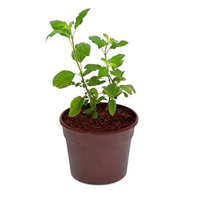 "Lakshmi Tulsi (Tulsi Plant) - Click here to View more details about this Product